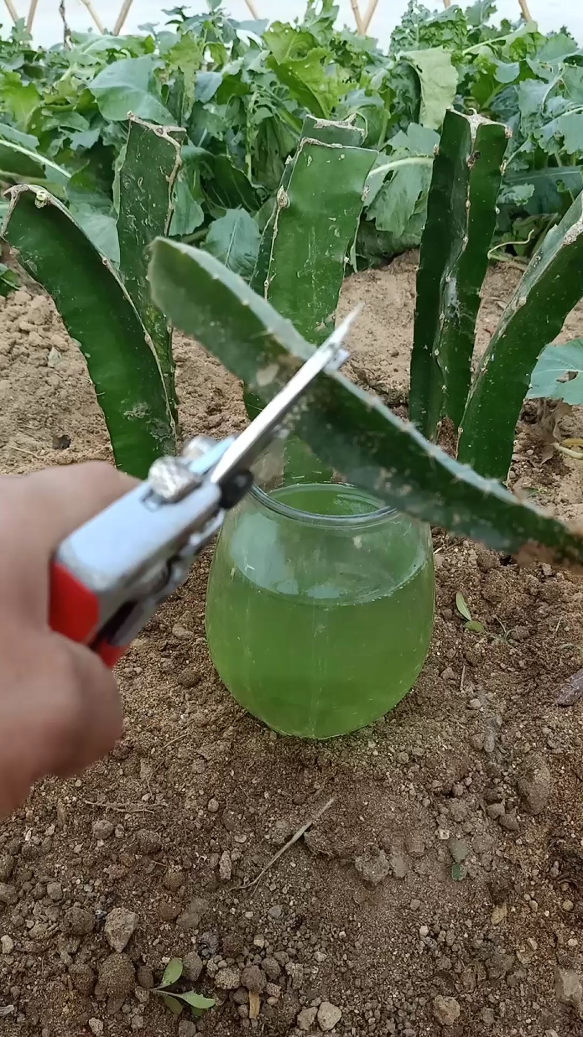 扦插技术#火龙果这样扦插结果快,提高产量也高