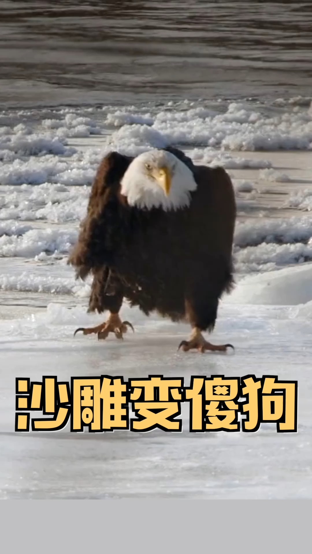 小视频夏日记白头海雕走路这走路姿势最起码村主任以上级别才能驾驭