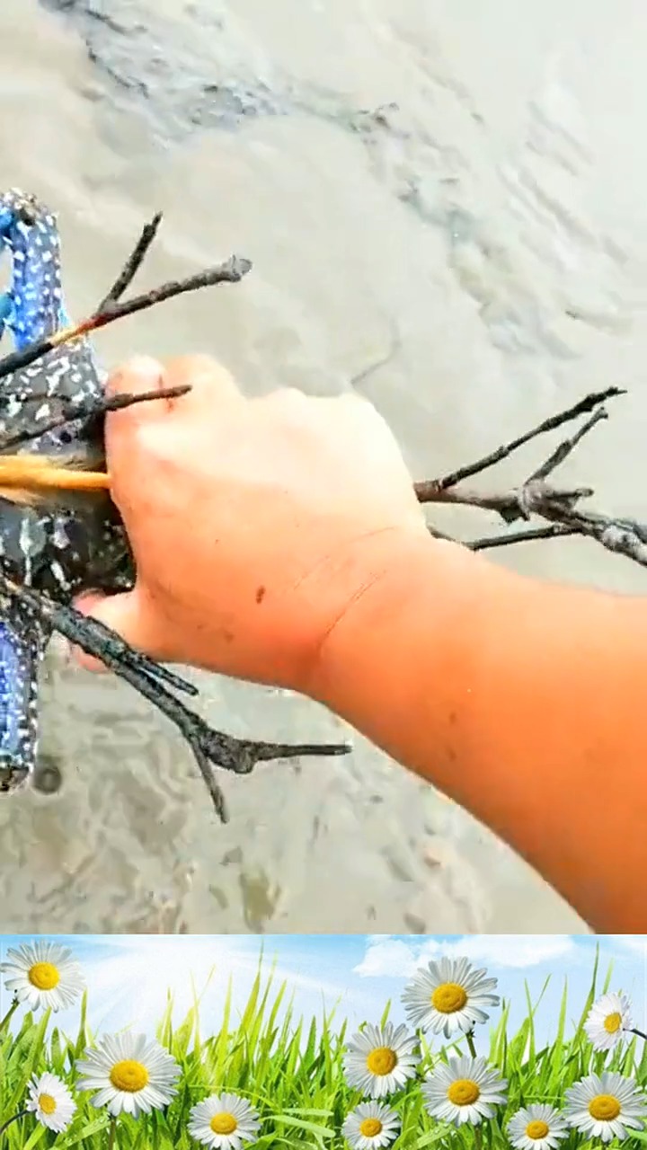 娱乐#抽水抓出来的大螃蟹,蓝壳儿的好漂亮,今儿的下酒菜算是有了!