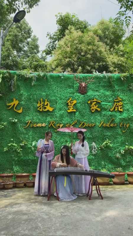 的神奇气息想知道这样的地方在哪里那网红打卡地王立果养鹿汉服小姐姐