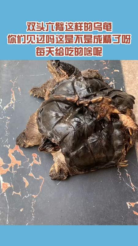 双头六臂这样的乌龟你们见过吗这是不是成精了呀每天给吃的啥呢