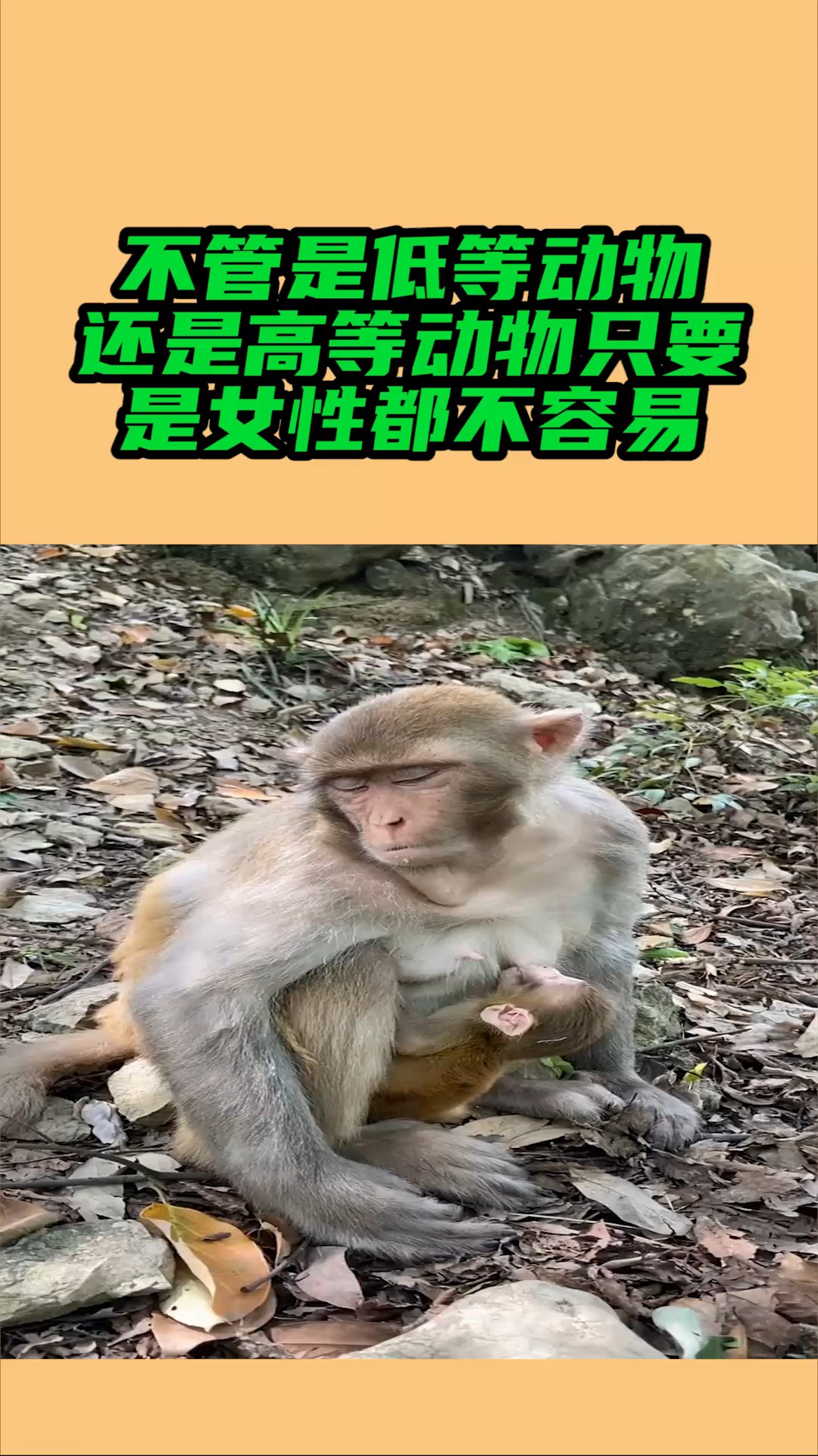 我要上热门#不管是低等动物还是高等动物 ,只要是女性都不容易