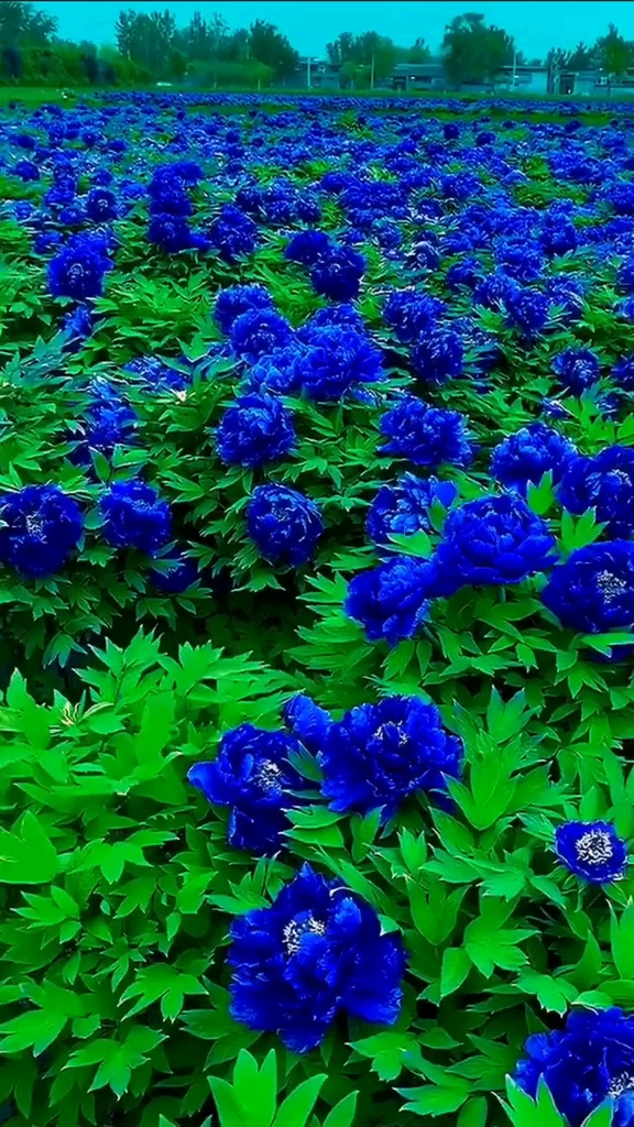 蓝色的牡丹花,太美啦!