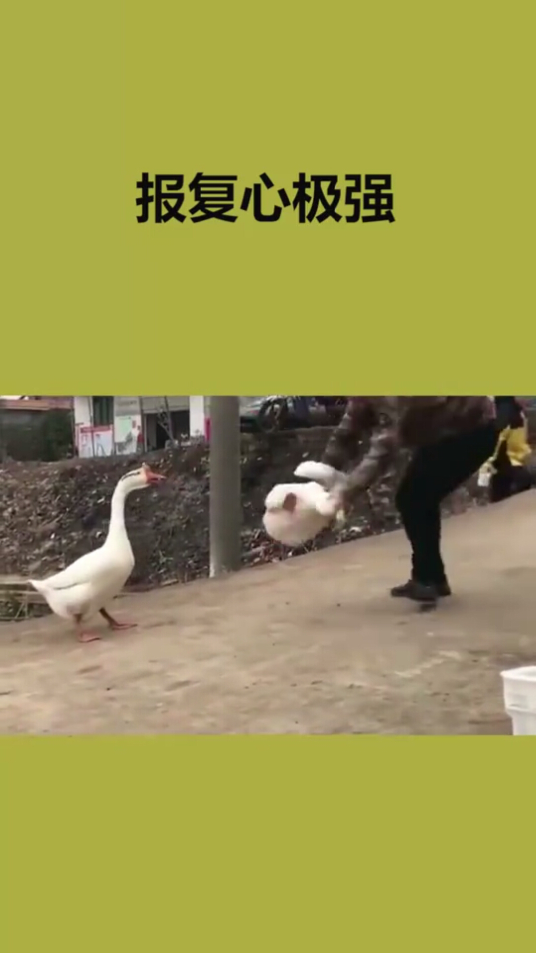 小伙被鹅追了,决定报复大鹅一波