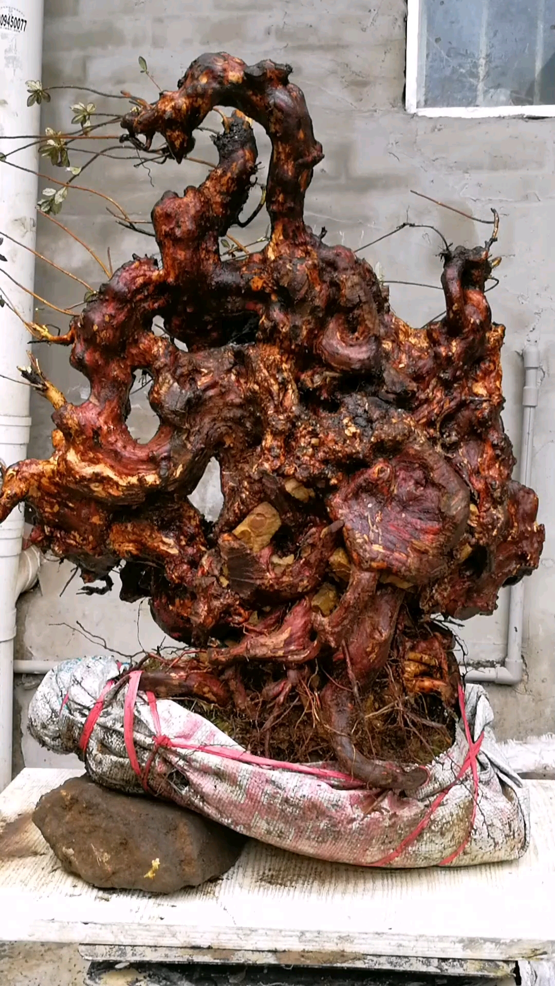 映山红下山精品根桩,老古桩