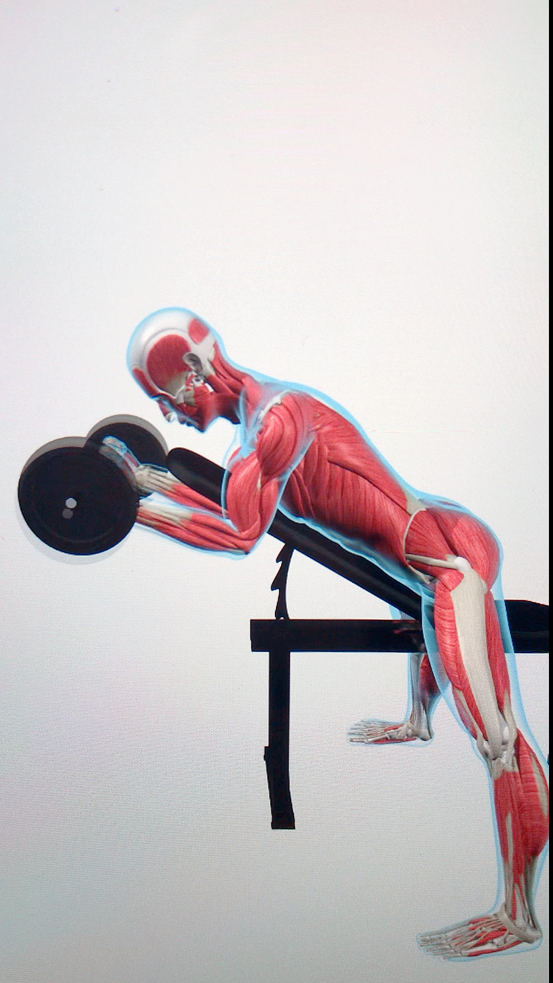 肱二头肌训练动作图图片