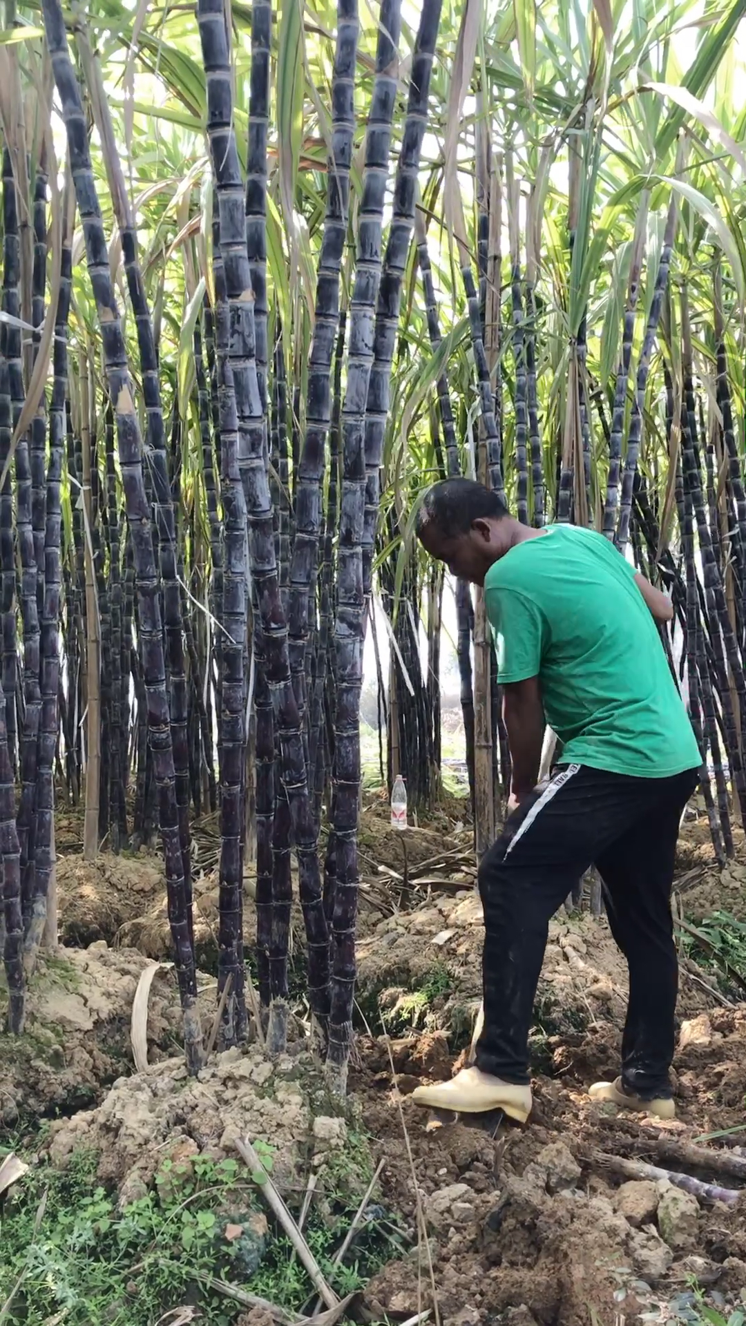 甘蔗#唯美广西甘蔗,你品,你细细的品-度小视