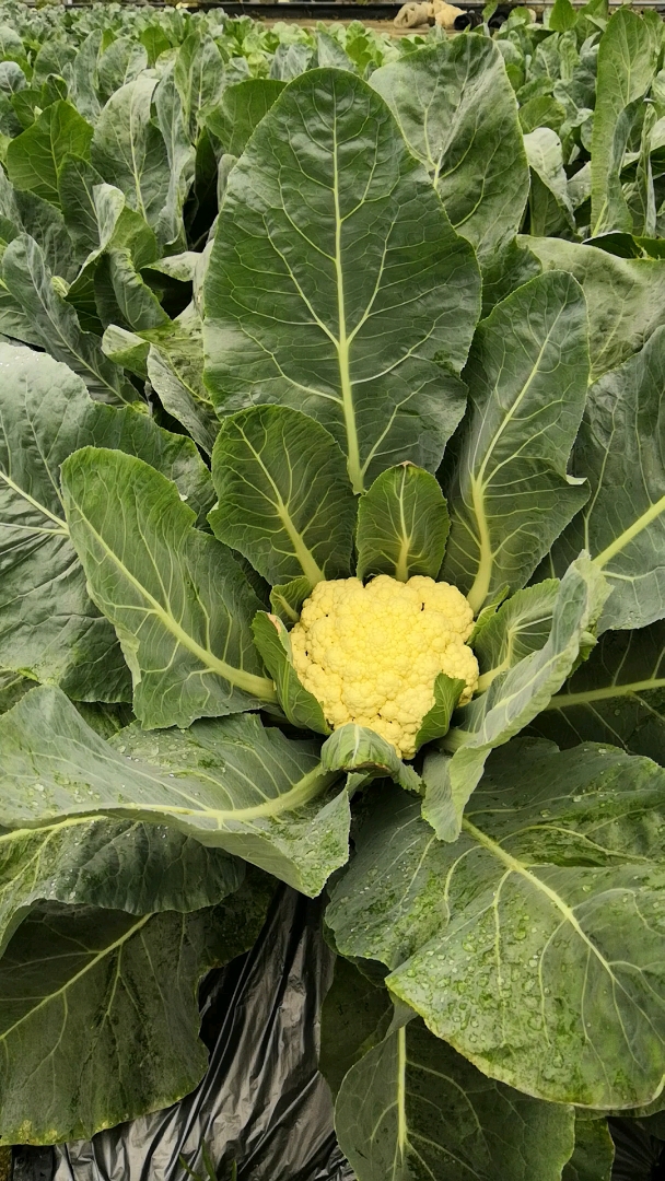 您平常吃的菜花长这样!我是第一次见,您呢?