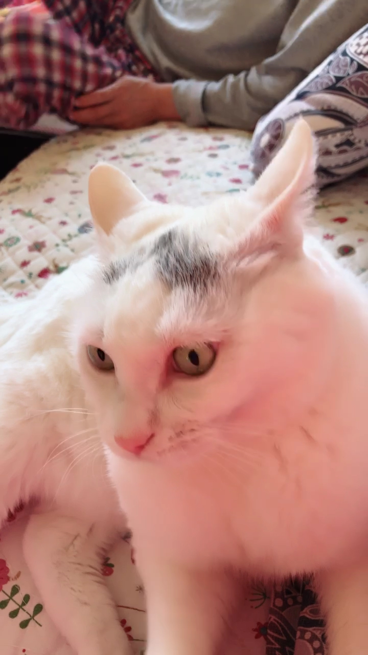 猫也是三瓣嘴嘴型,进来了解一下