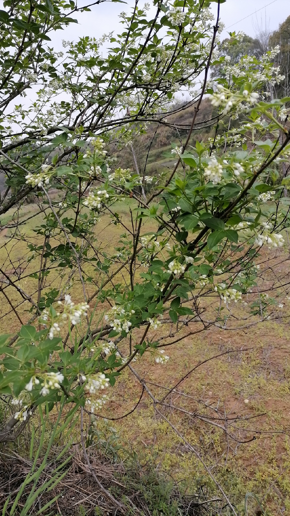 野生樹花菜,可以吃的