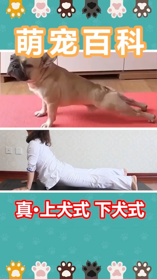 动物世界#瑜伽里真正的上犬式和下犬式,哈哈哈?