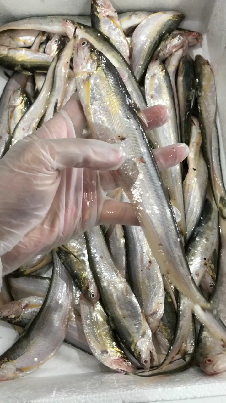 舌尖上的旅行#非常漂亮的海刀