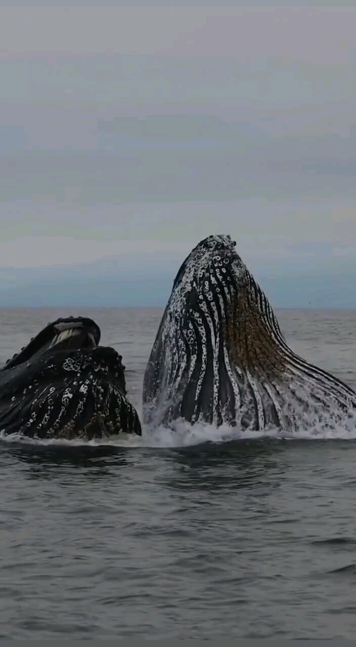 最大的鲸鱼 有多大图片
