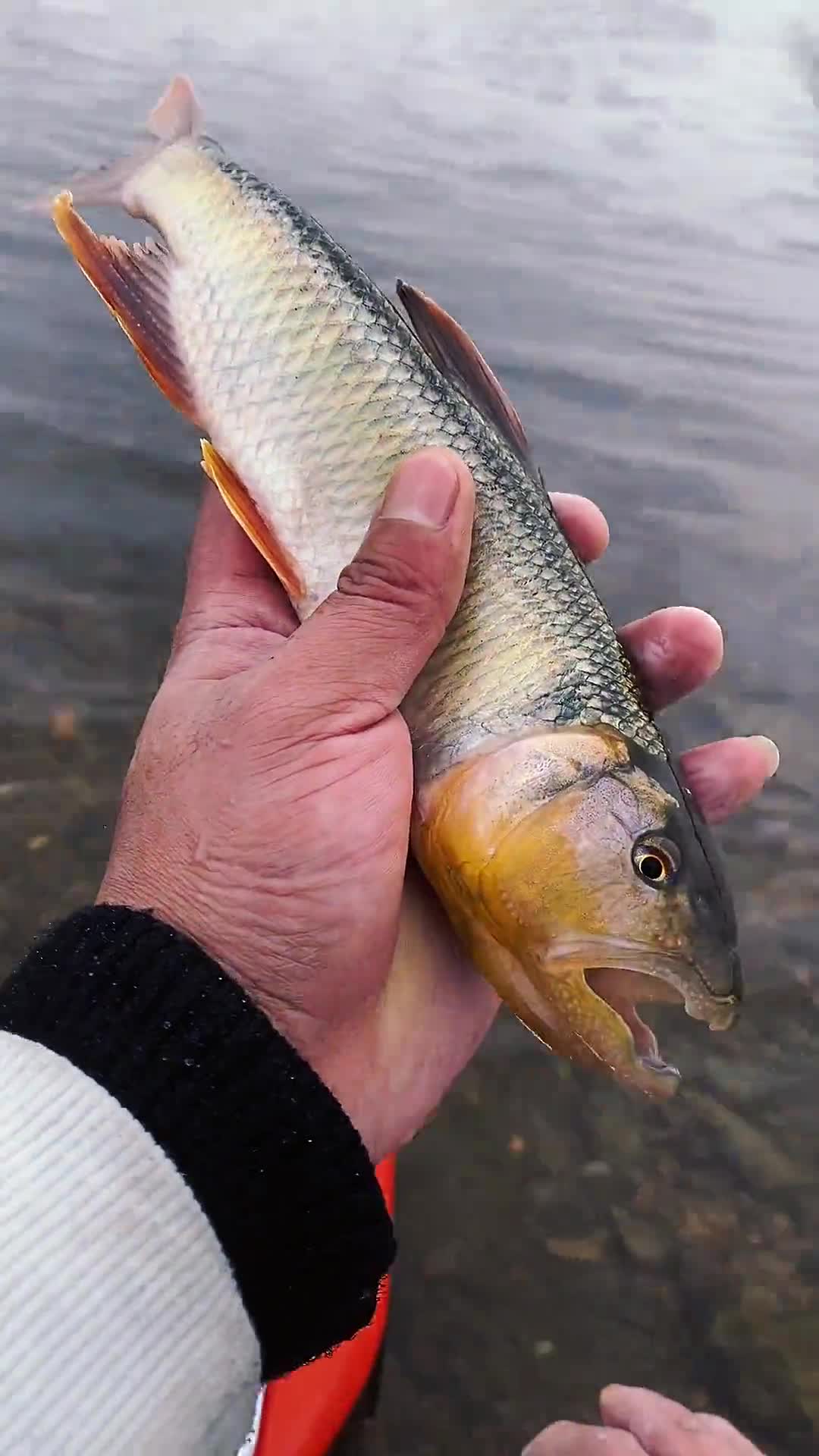 彩色的马口感觉最近有点飘
