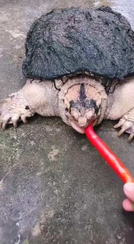 喂乌龟吃辣椒,这是人干的事吗
