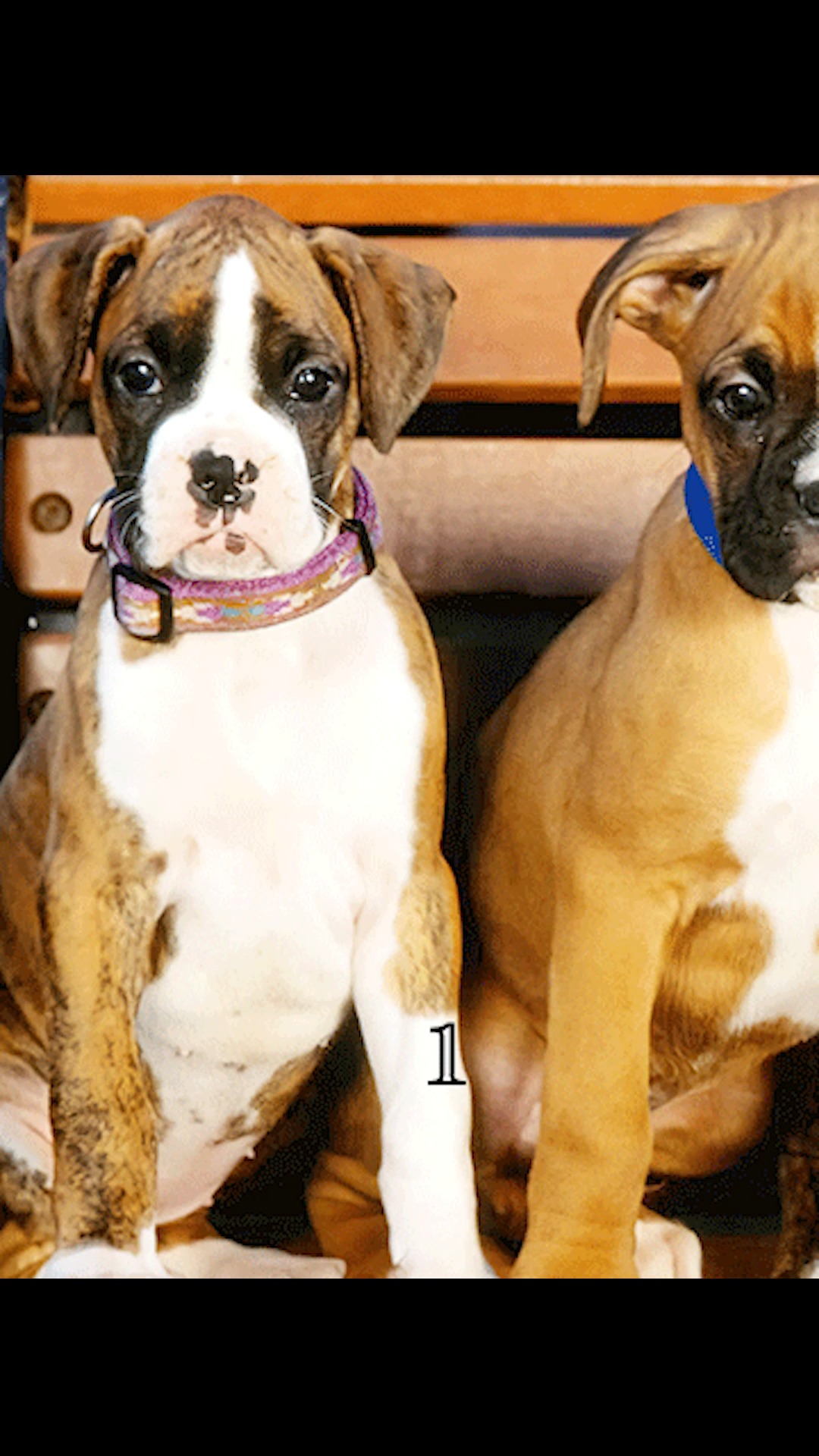 超高智商的狗狗,历经磨难千里寻找主人