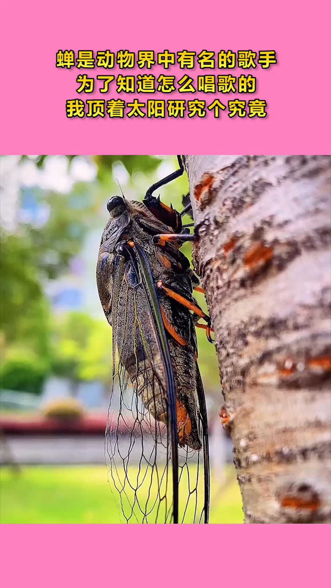 蝉是动物界中有名的歌手为了知道怎么唱歌的我顶着太阳研究个究竟