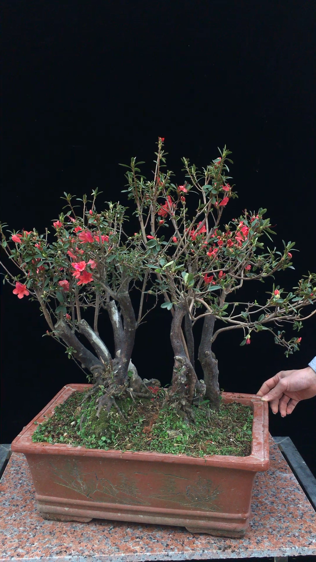 国旗红 水边红山杜鹃