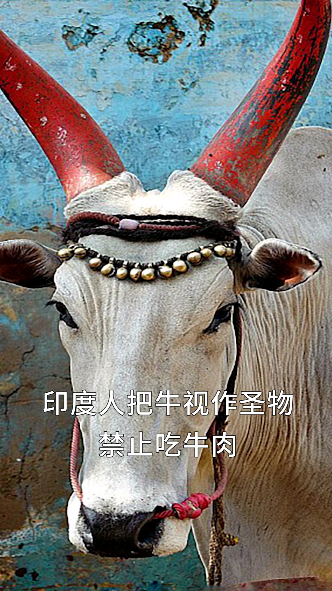 印度人视牛为圣物,禁止吃牛肉,那么多牛最后都去哪里了?