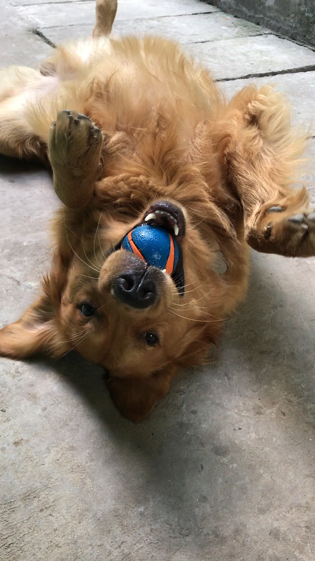 神宠来袭#四脚朝天