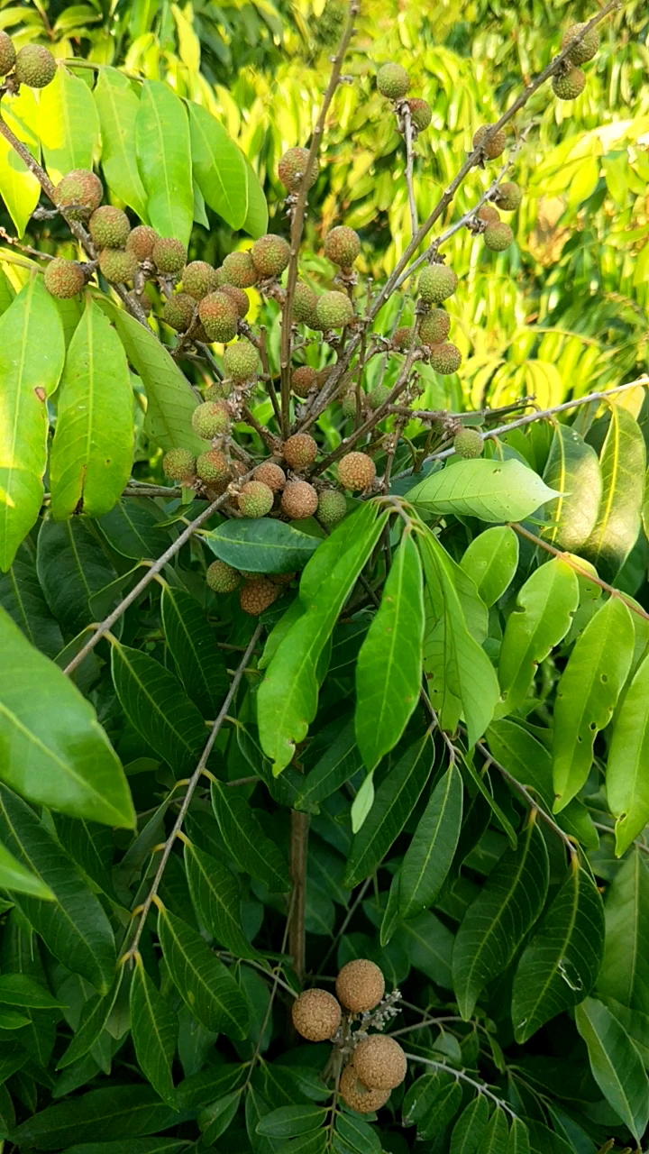 全民好物节#四季龙眼