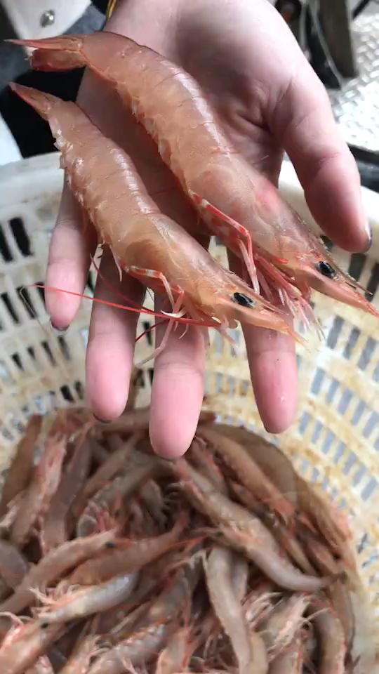 活的白皮毛虾 小美女 做代言[偷笑][呲牙]