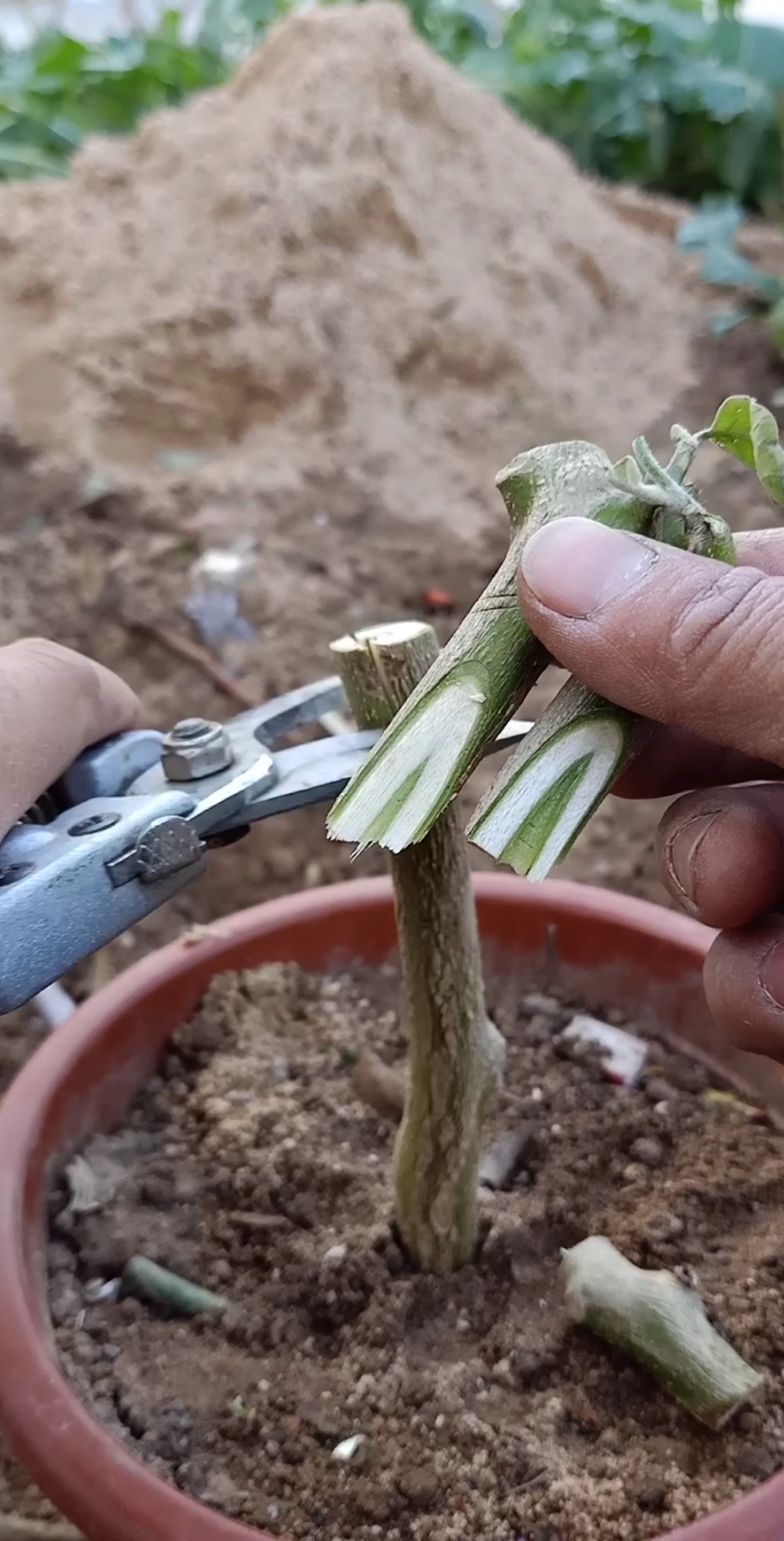 #最潮劳动者#嫁接茄子多年生,一颗能结上千斤,留下脚印我教你学会-度