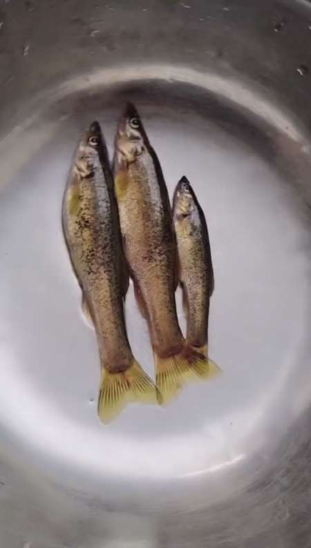 了三个是哪个环节出错了样我还厉害的很钓了这么点点大三个陕西小麻鱼