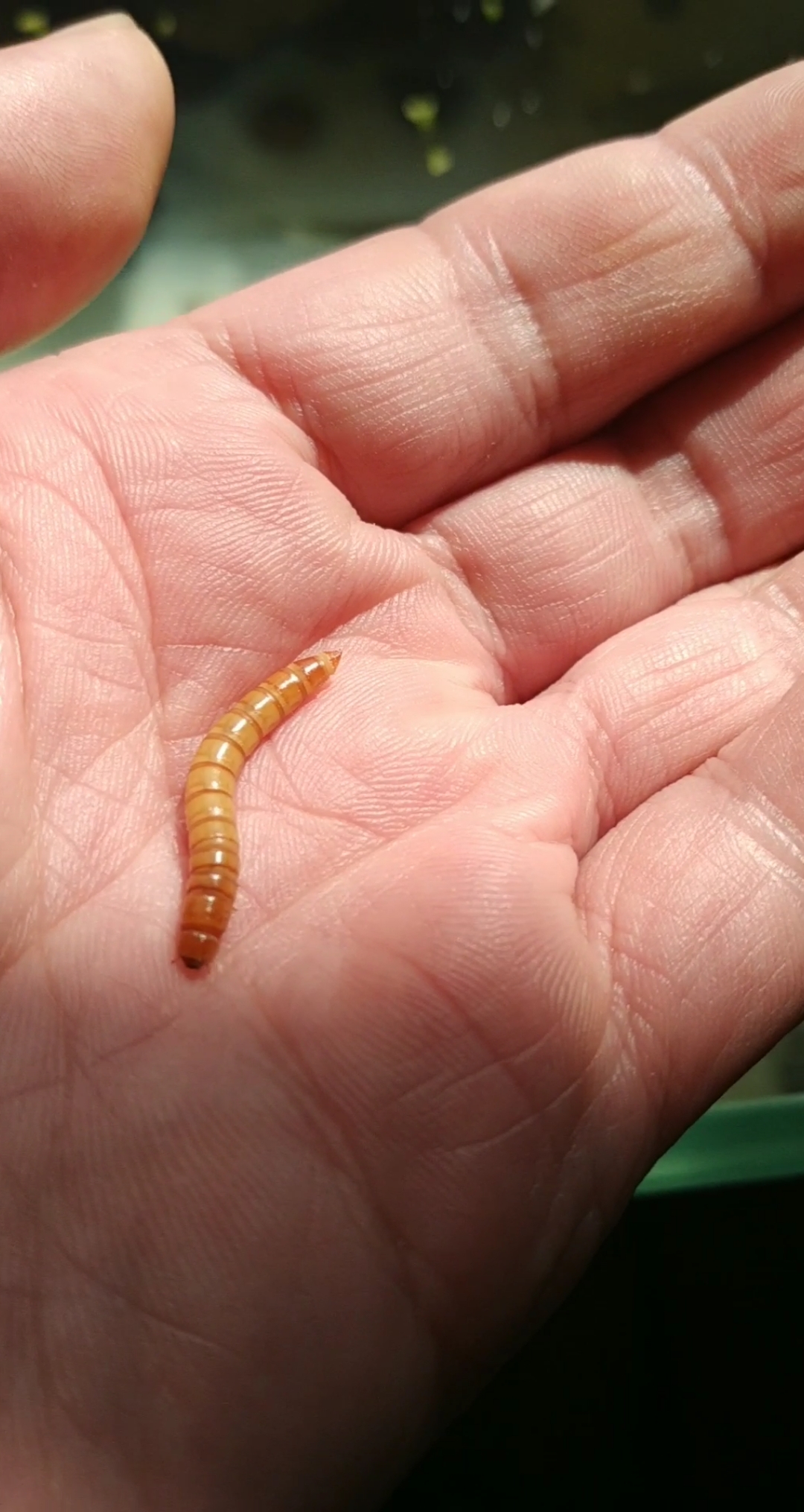 原生观赏鱼#活虫黄粉虫喂鱼,只吃活食的鱼,不知道是什么品种