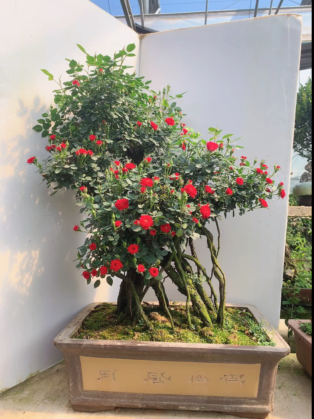 精品提根月季老桩