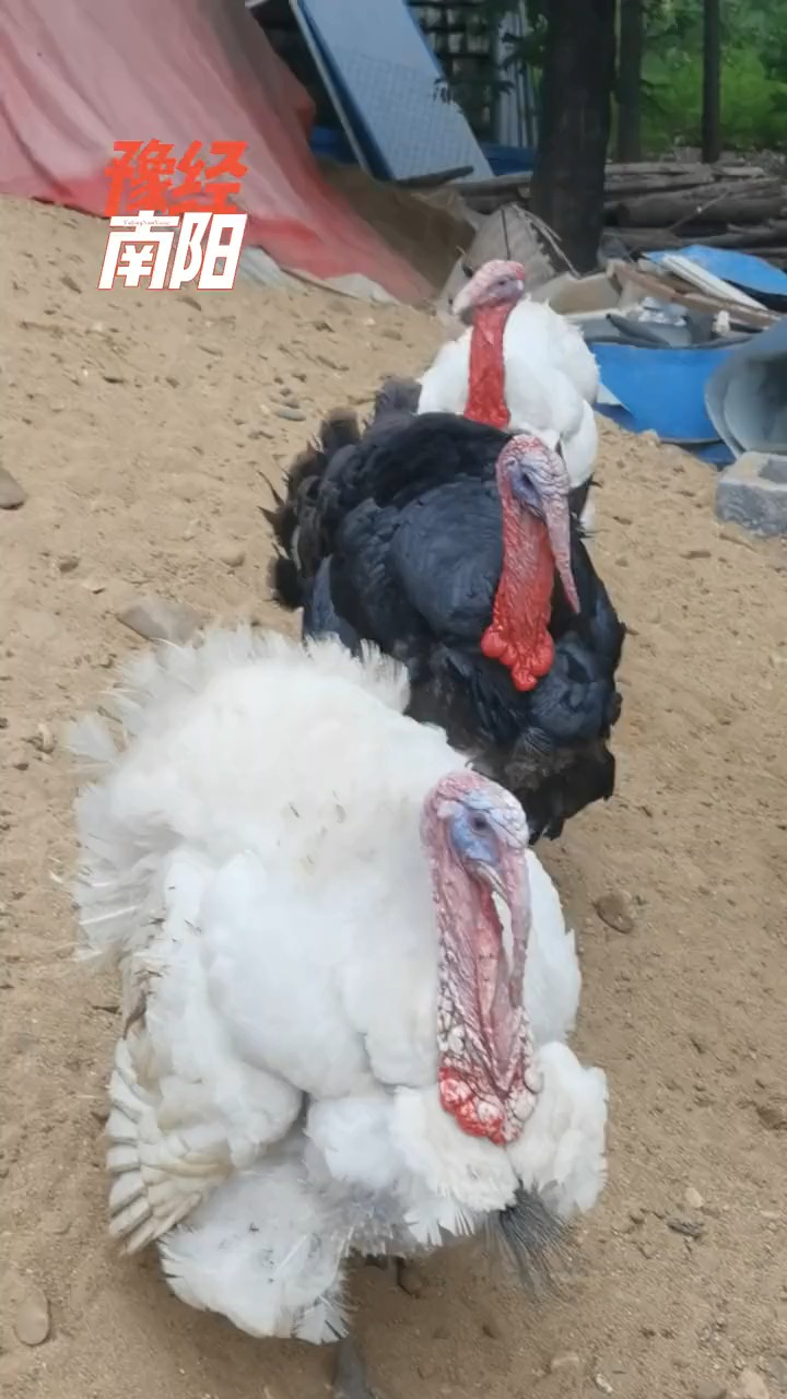 第一次听到火鸡的叫声,小朋友对着火鸡发出"噢"的声音,火鸡会紧跟着