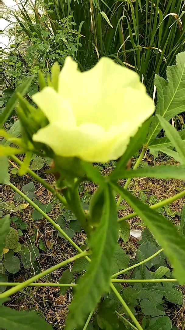 野外发现几株野生秋葵