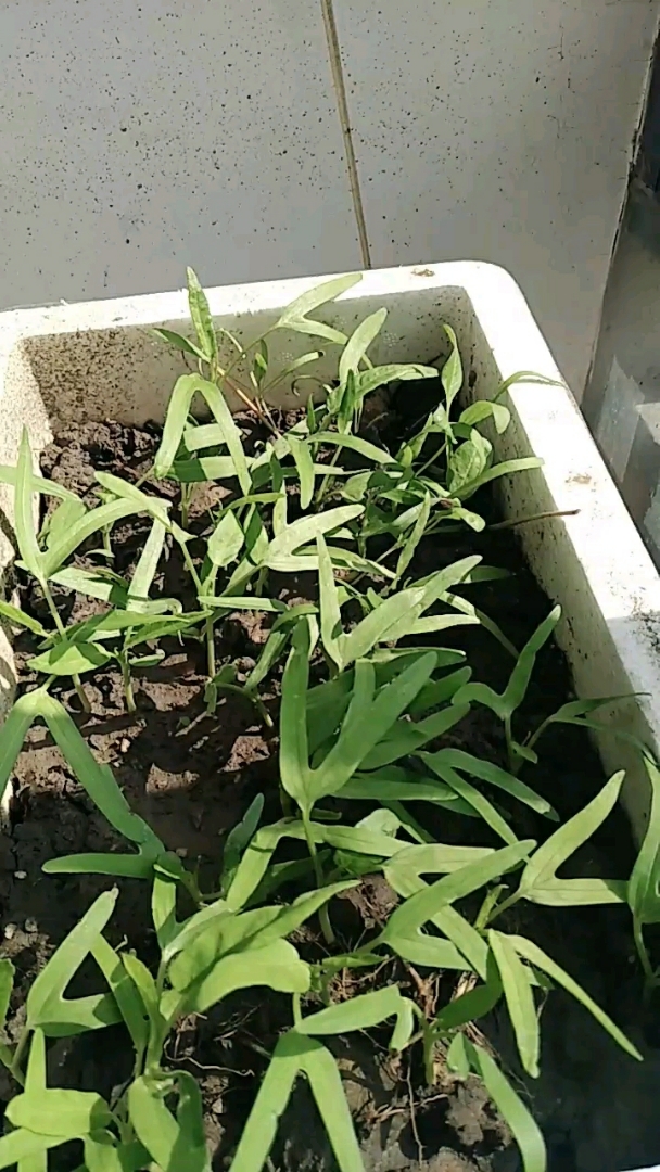 我的阳台空心菜长这么大了