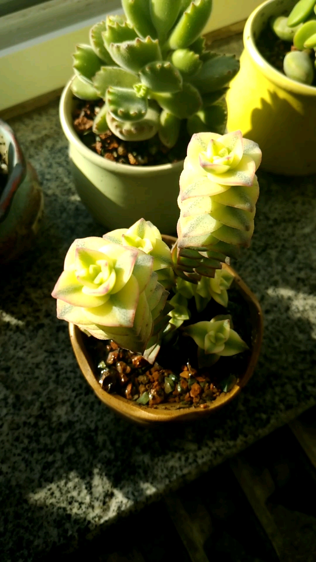 十字星锦,美美的