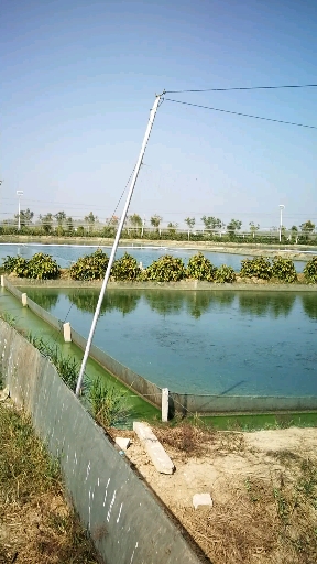 音为有你#泥鳅养殖基地