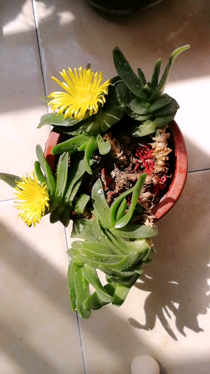 多肉植物佛手掌开花了!