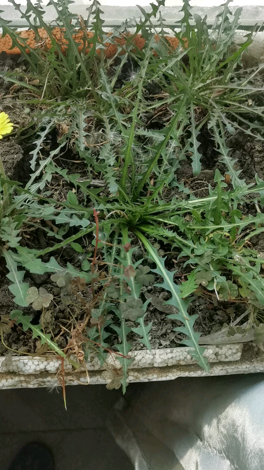 没开花的蒲公英图片图片