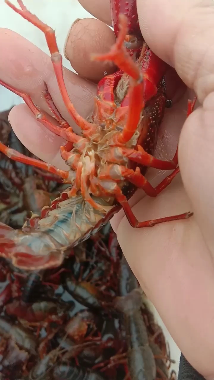 公龙虾,一般都长的大一点