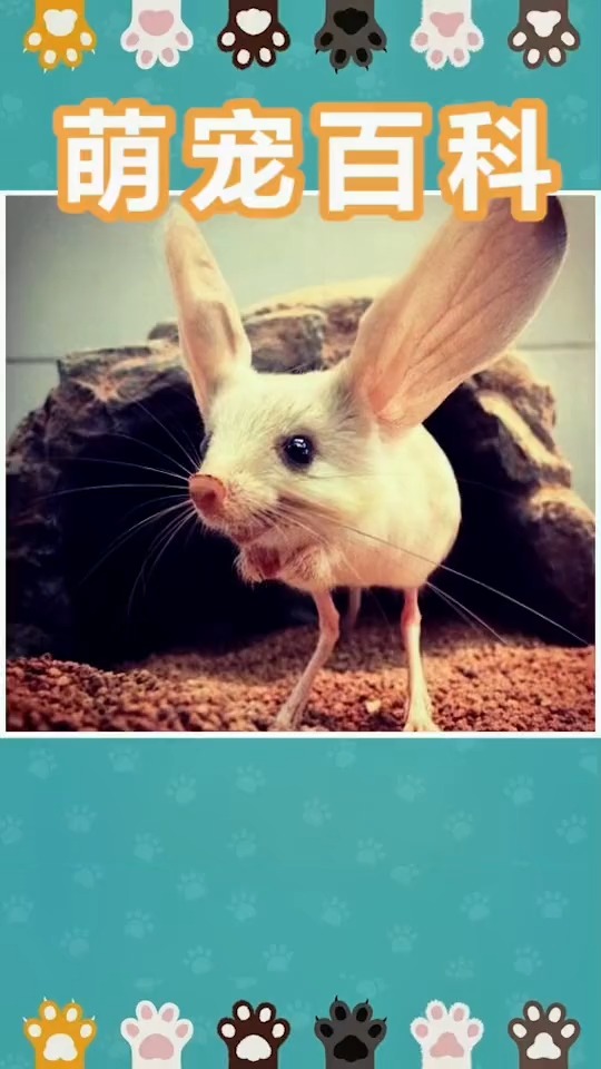 动物世界#耳朵最大的老鼠,见过吗