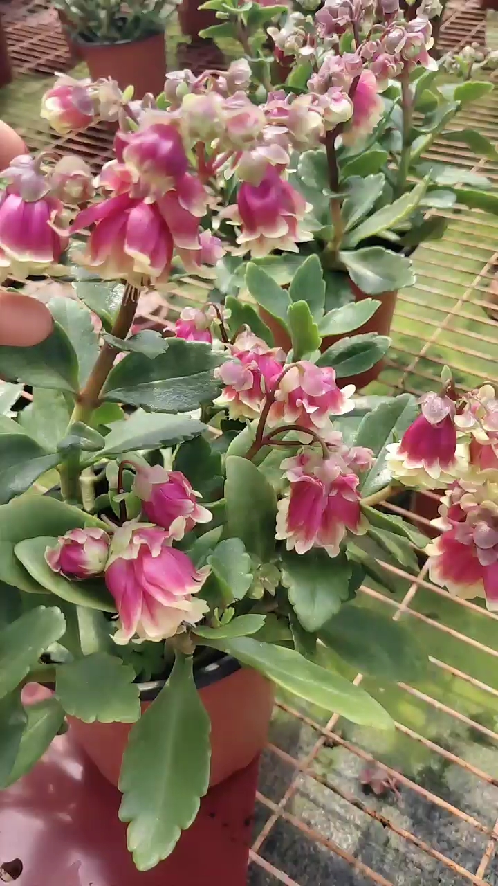 重瓣宫灯长寿花的养护方法