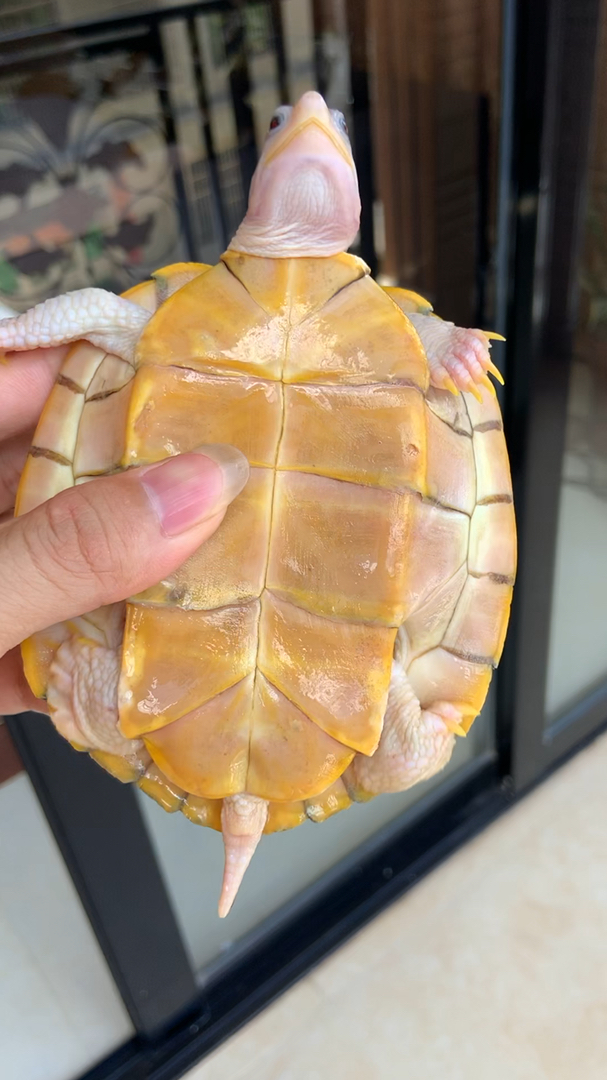 黄金果冻变异龟