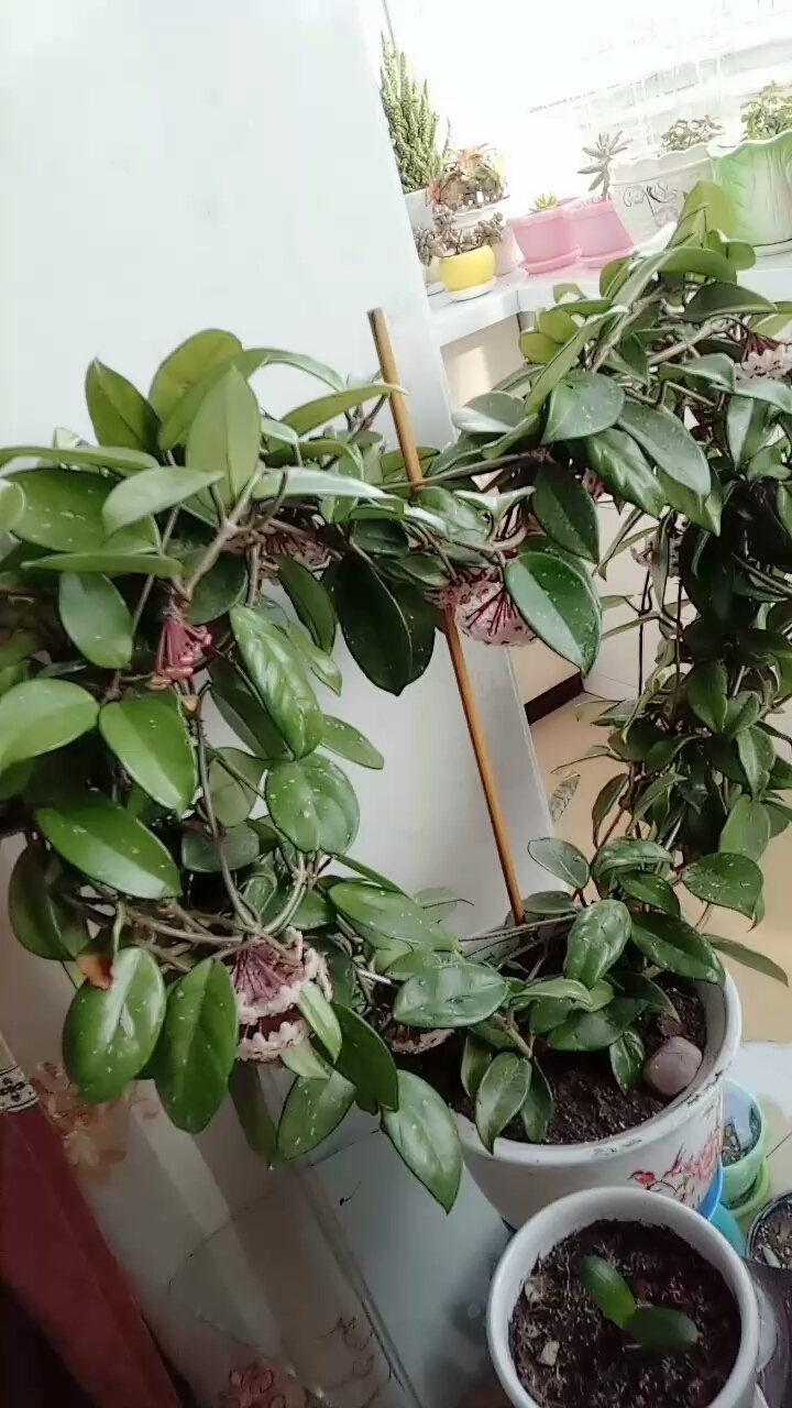 心形球兰开的花开得太多了,太香了.