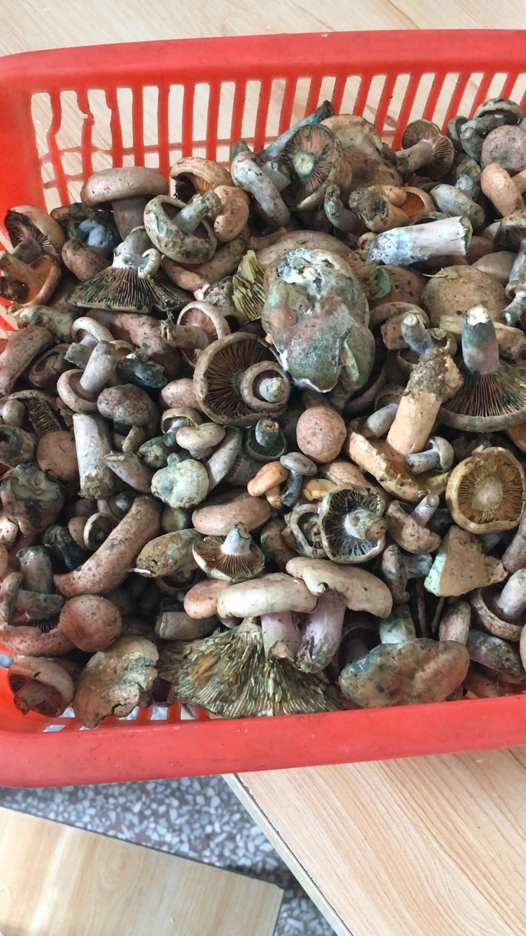 昨天捡的毛草菇今天都绿了