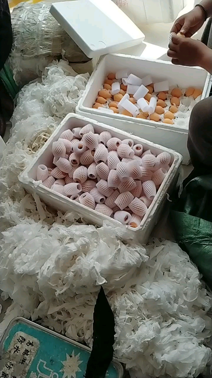 蒙自新鲜枇杷打包发快递中