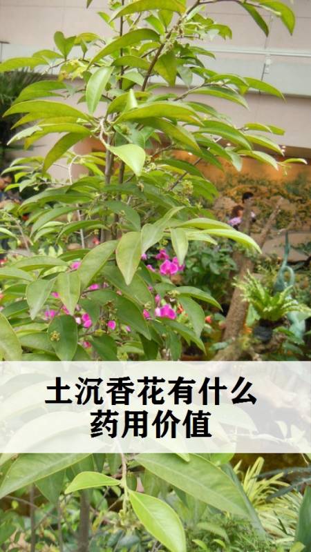 科普植物小知识土沉香花有什么药用价值