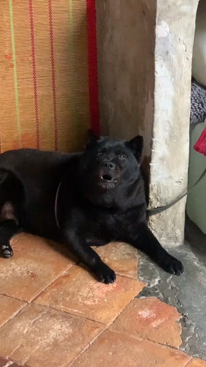 全身都是黑的狗狗,连眼睛舌头都是黑的,传说中的五黑犬