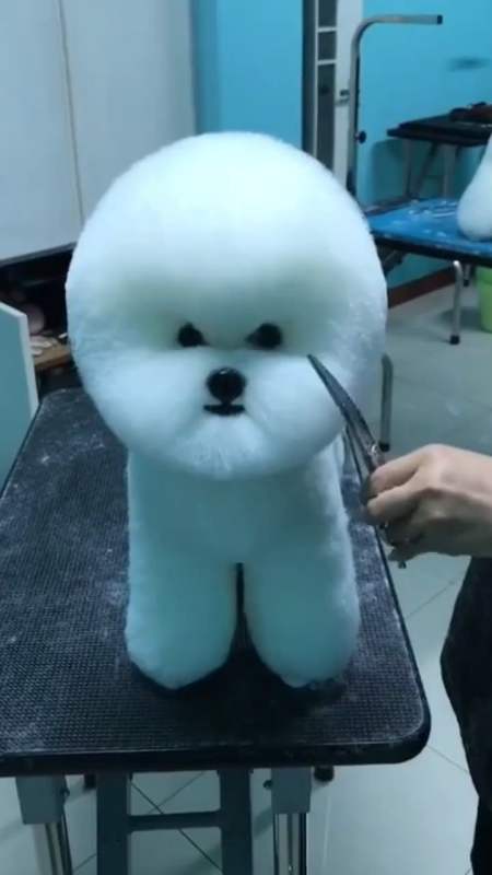 小比熊正在剪发,看看漂亮吗-全民小视频