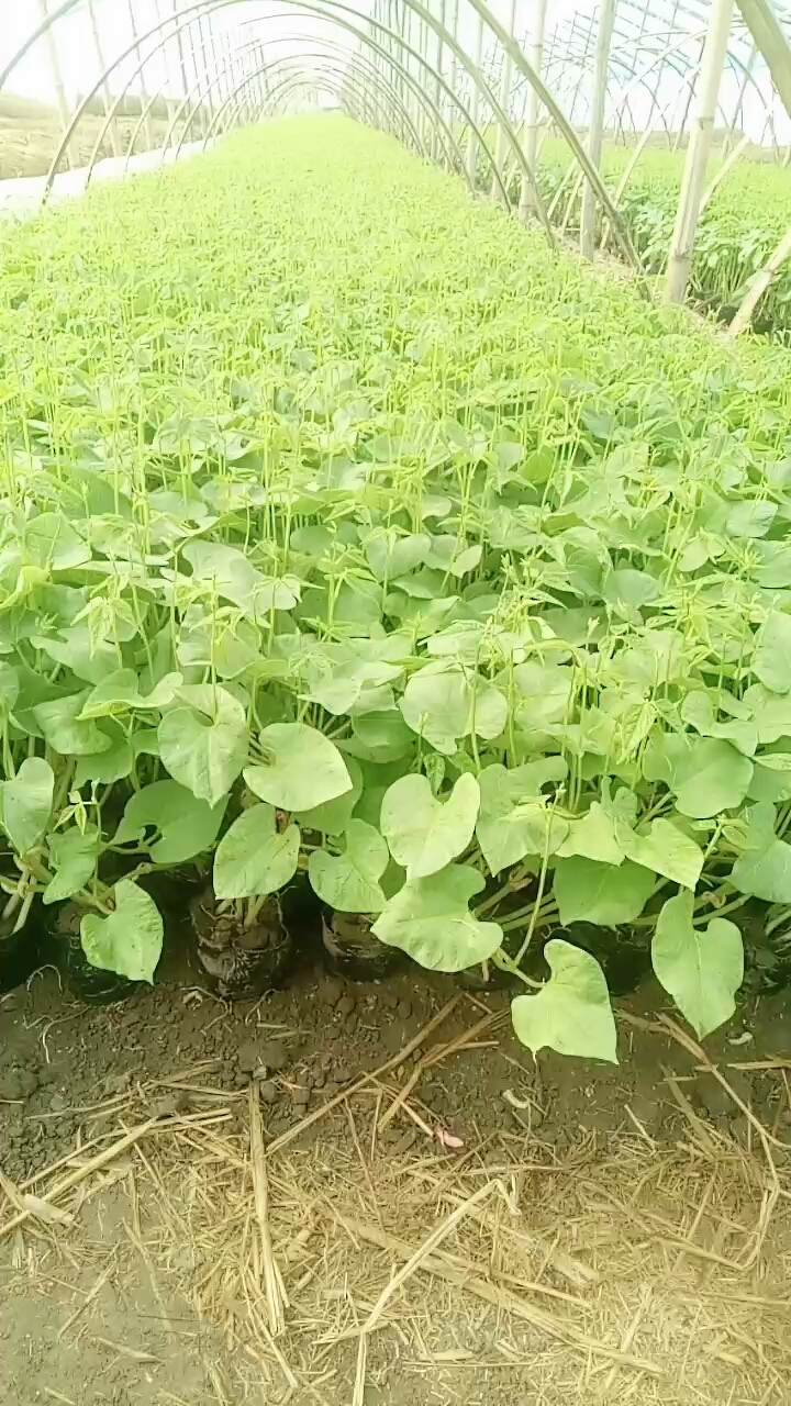 茂密的豆角苗每天在生长