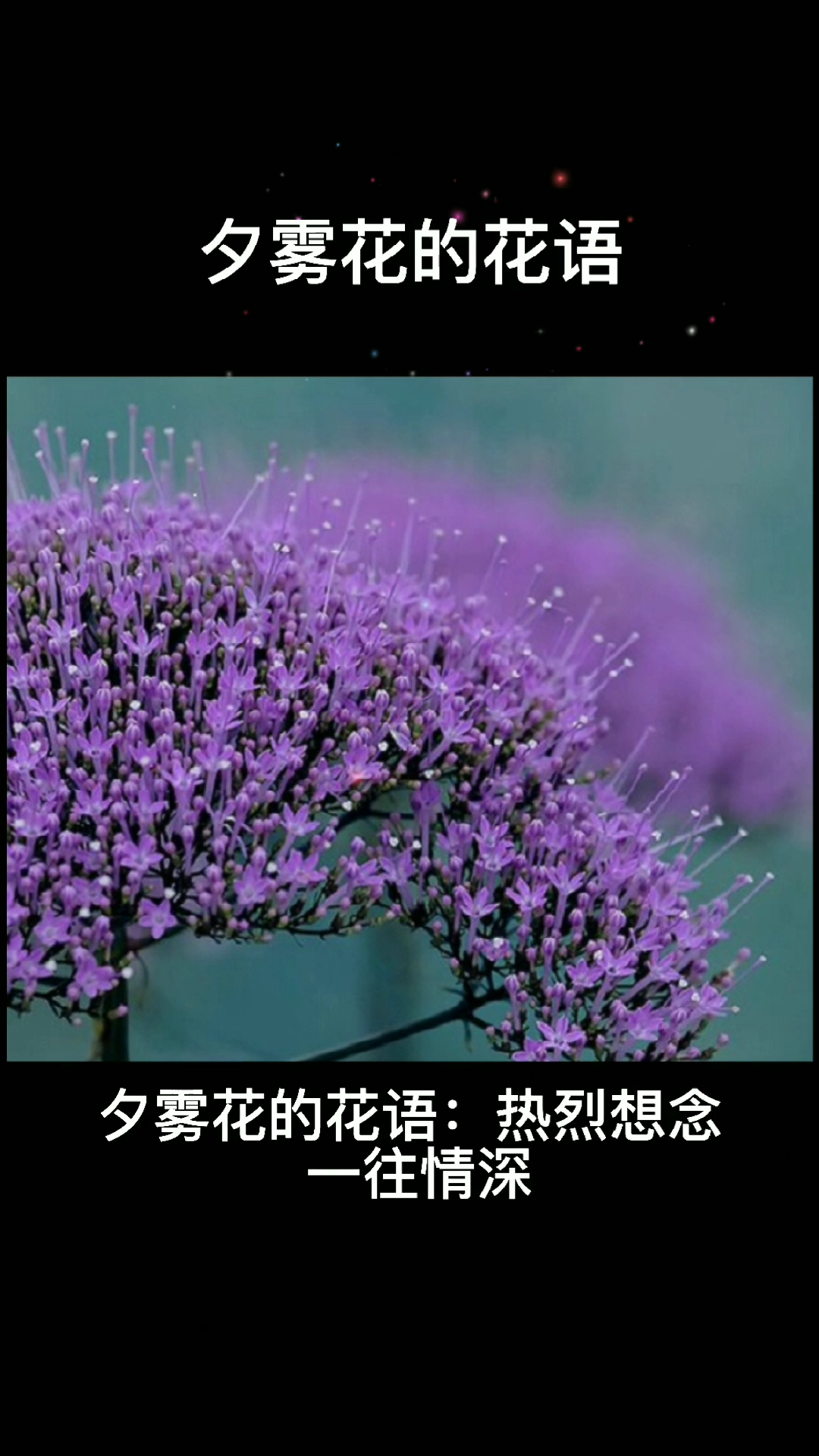 夕雾花的花语