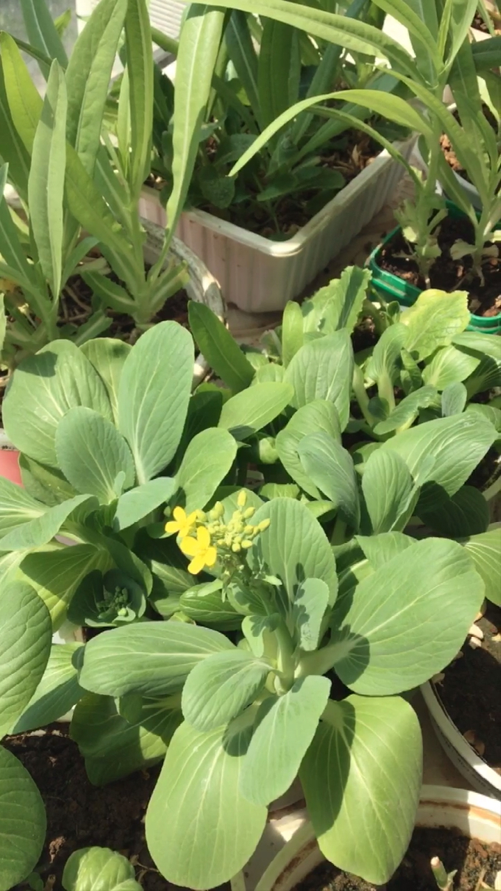 我的小花园#小油菜开花了